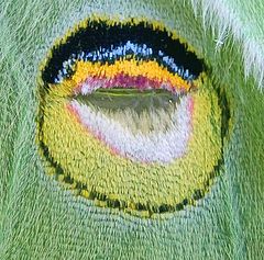 фото "Luna moth wing eyespot"