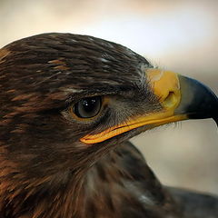 photo "BIRDS KING"