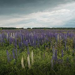 photo "Моre lupins :)"