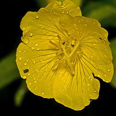 фото "Цветок в дожде"