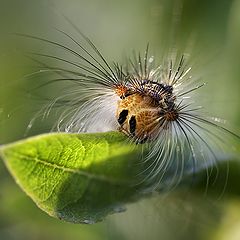 photo "I go to hairdresser :)"