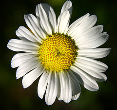 фото "Flower"
