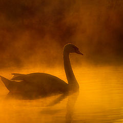 photo "Lonely swan"