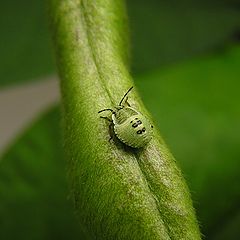 фото "Little bug"