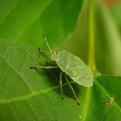 фото "Green bug"