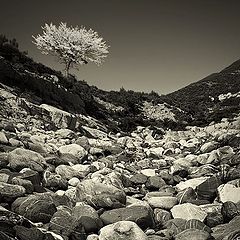 photo "Alone tree 3059"