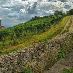 photo "On vineyards"
