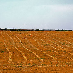 photo "Sowing of high-voltage"