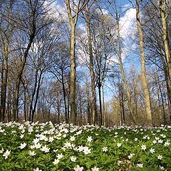 фото "Весенний"