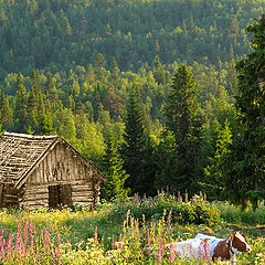 photo "summer evening"