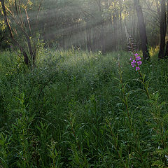 photo "foggy morning"