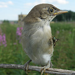 photo "Chick  with brooch"