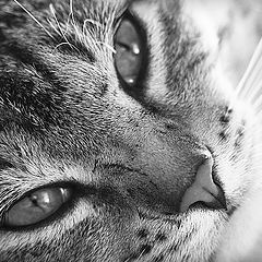 photo "Tiger"