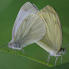 photo "ButterFlys"