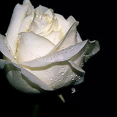 photo "For you, my Friends... a White Rose..."