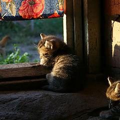 фото "На солнышке"