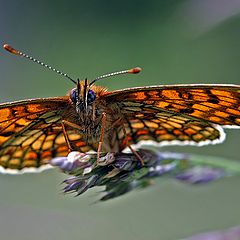 photo "Buttefly in Czech"