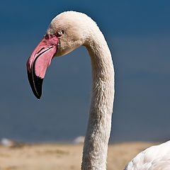 фото "Фламинго"