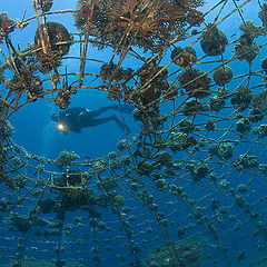 photo "Coral Web"