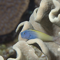 photo "Couch for Blenny"