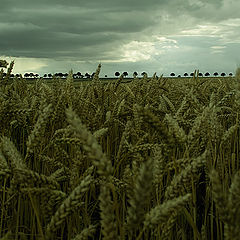 photo "... catcher in the wheat"