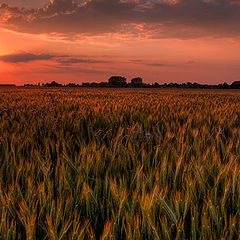 photo "Barley"