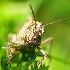 фото "Grasshoper, second shot..."