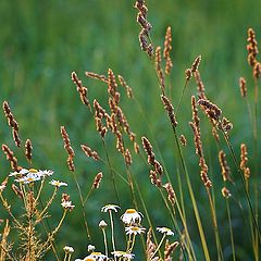 photo "Field camomiles"