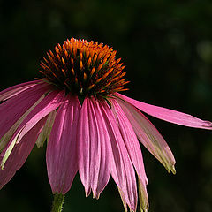 photo "Echinacea"