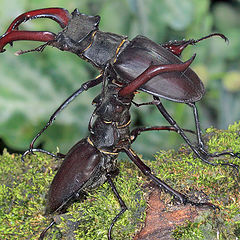 photo "Fighting bug-deers"