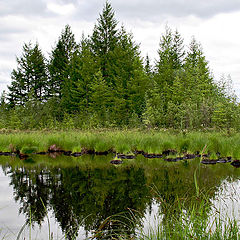 photo "Timber marsh"