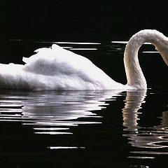 photo "The Swan"