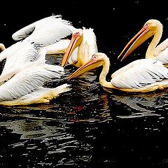 photo "family pelican"