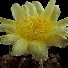 фото "Copiapoa"