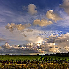 фото "After the rain..."