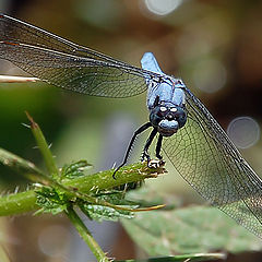 photo "dragon fly"