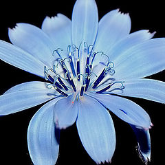 photo "A Blue Flower..."