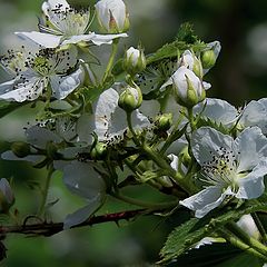 photo "Flowers of blackberry"