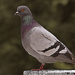 photo "Dove #2"