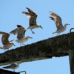 фото "воздушный балет"