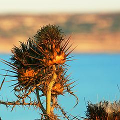 photo "Thorny"