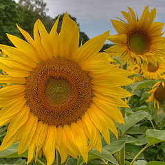 photo "sunflowers"
