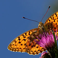 фото "Butterfly"