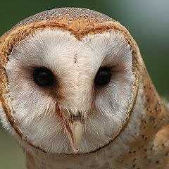 photo "barn owl (face)"