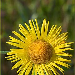 фото "flowering"