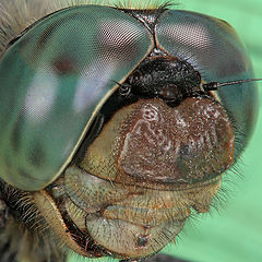 photo "Portrait of the dragonfly"