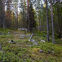 photo "Karelian forest"