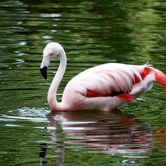 photo "flamingo"