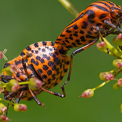 фото "SEX - экстрим."