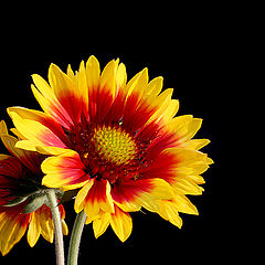 photo "Gaillardia aristata"